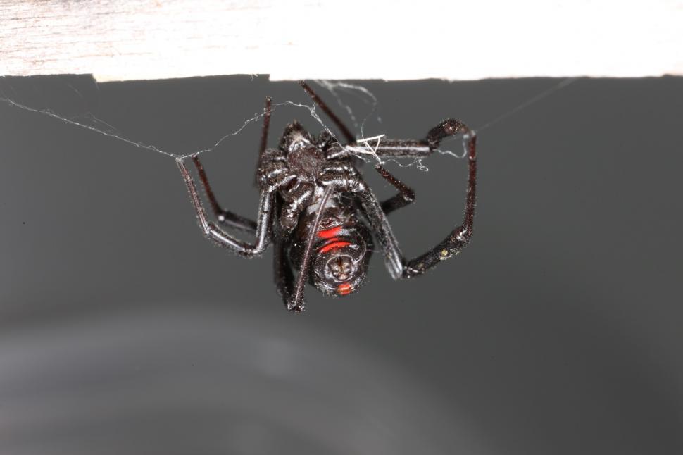Free Image of Black Widow Spider 
