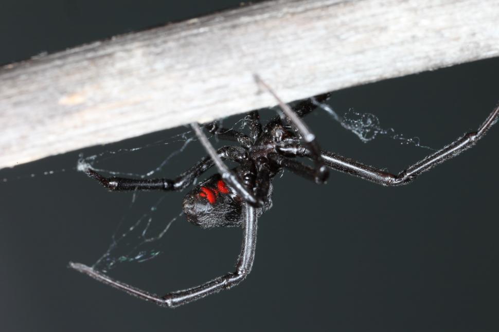 Free Image of Black Widow Spider 