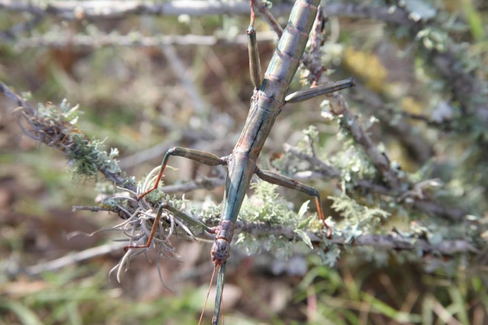 Free Image of Giant Walking Stick Insect 