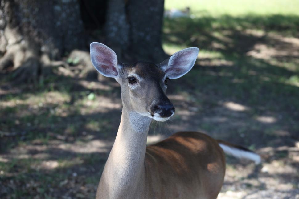 Free Image of Deer 