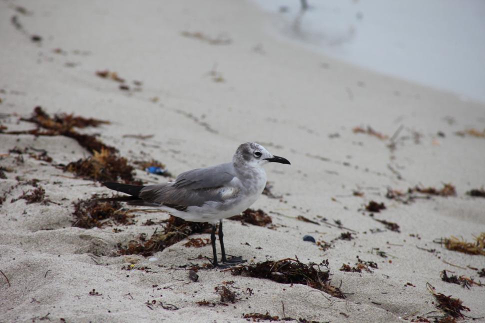 Free Image of Seagulls 