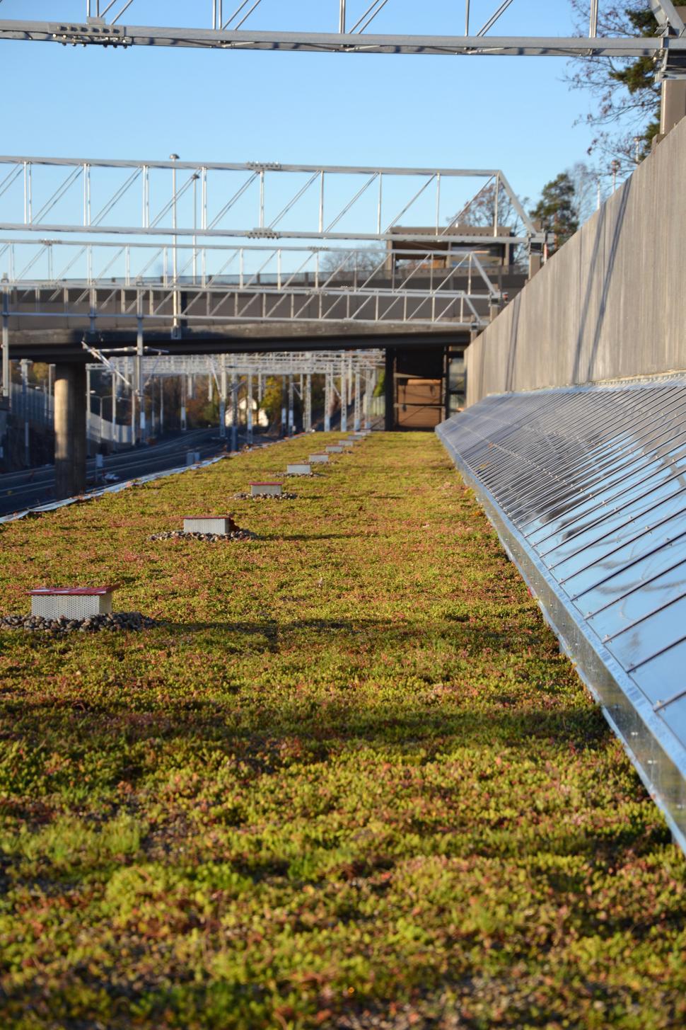 Free Image of Sedum green roof 