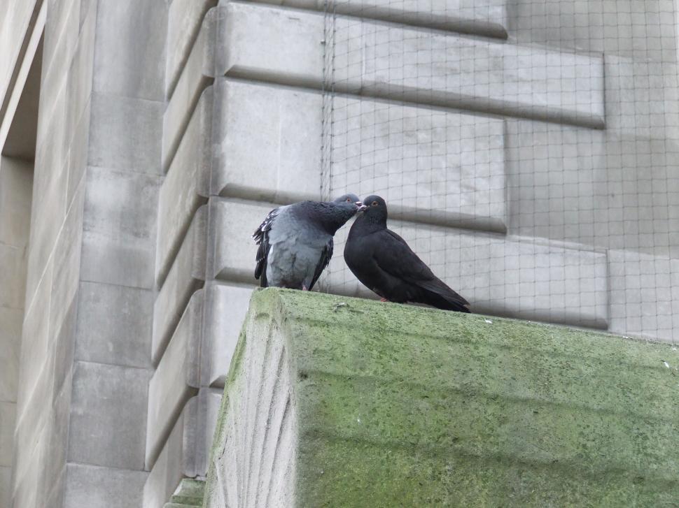 Free Image of birds kissing 