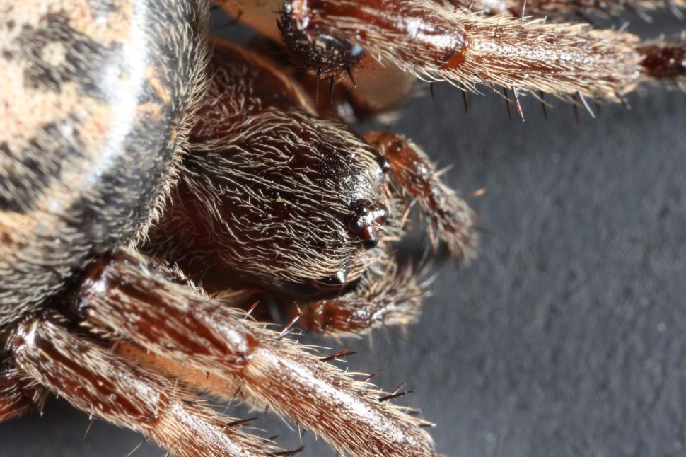 Free Image of Orbweaver Spider 