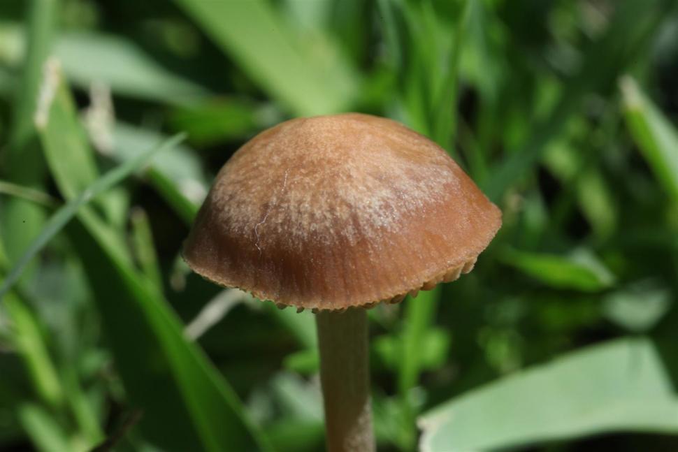 Free Image of Mushroom 