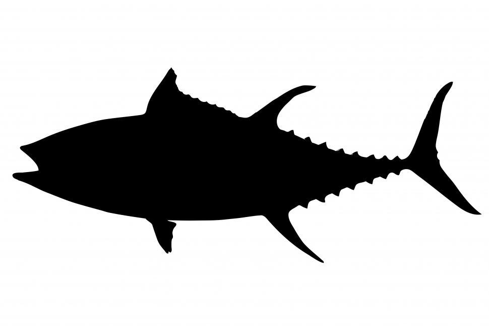 Free Image of Tuna fish 