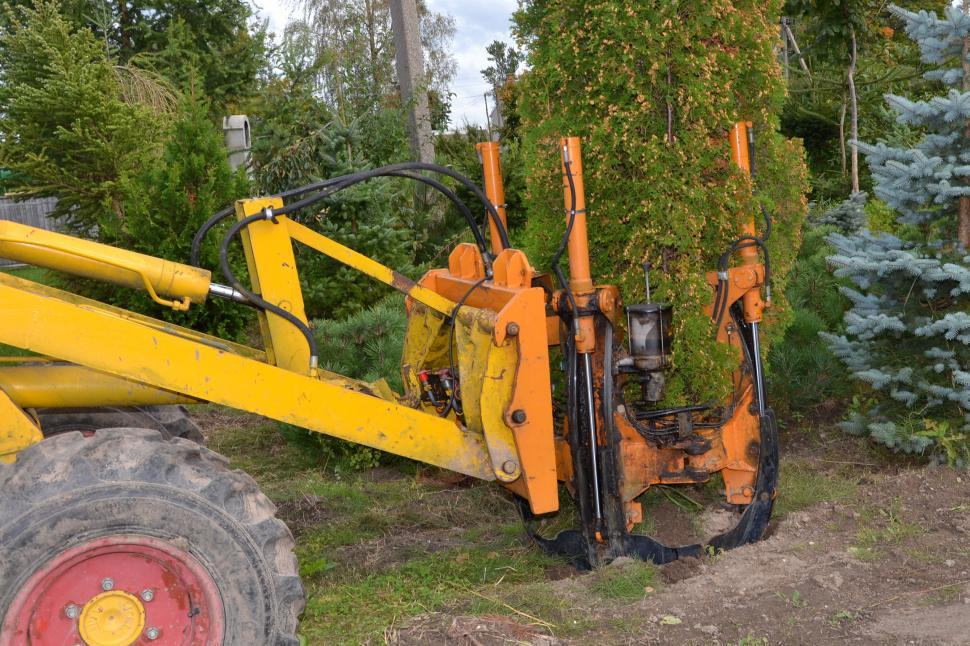 Free Image of Transplanting arborvitae 