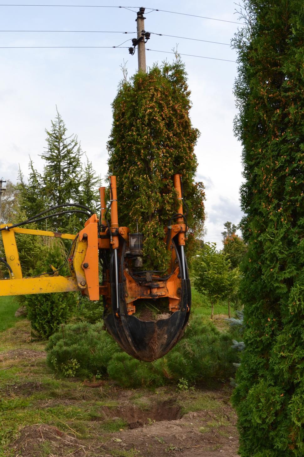 Free Image of Uplifting arborvitae 
