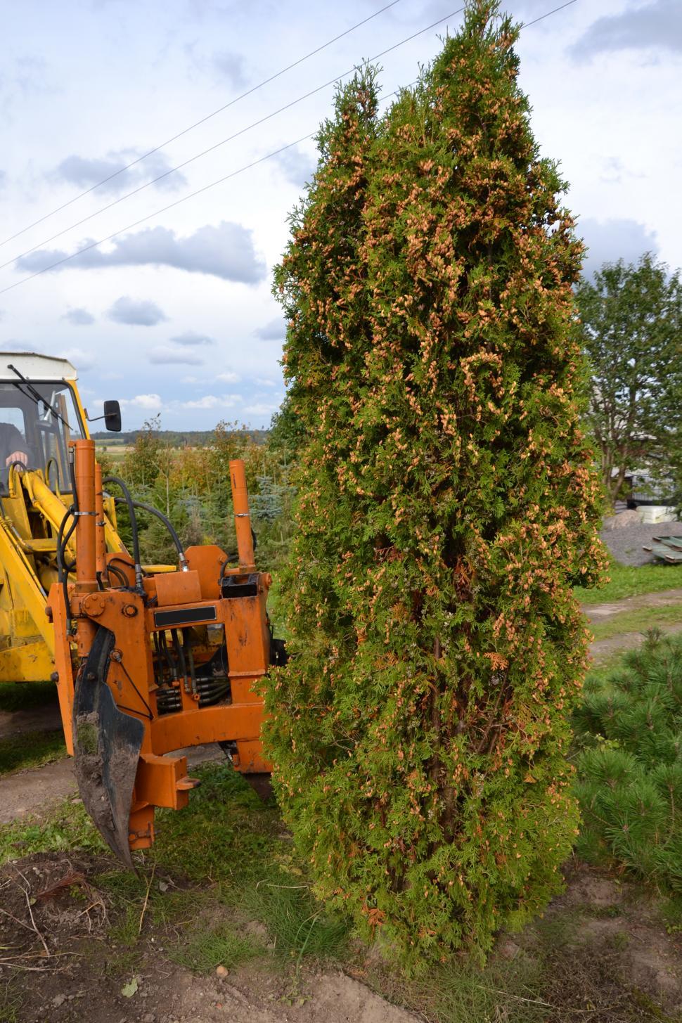 Free Image of Preparing to transplanting 