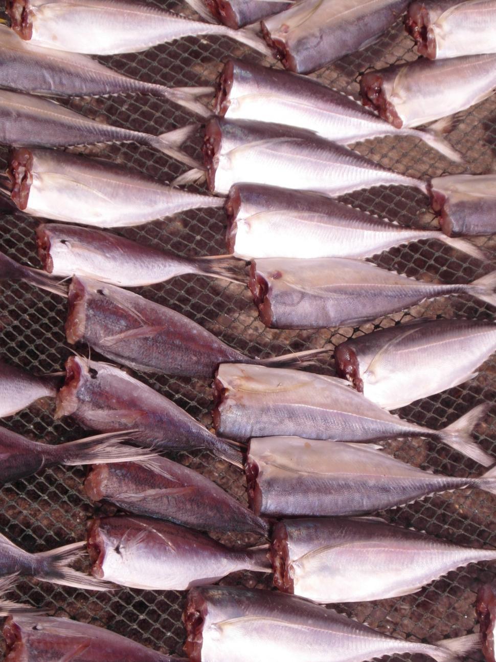 Free Image of Drying Fish 