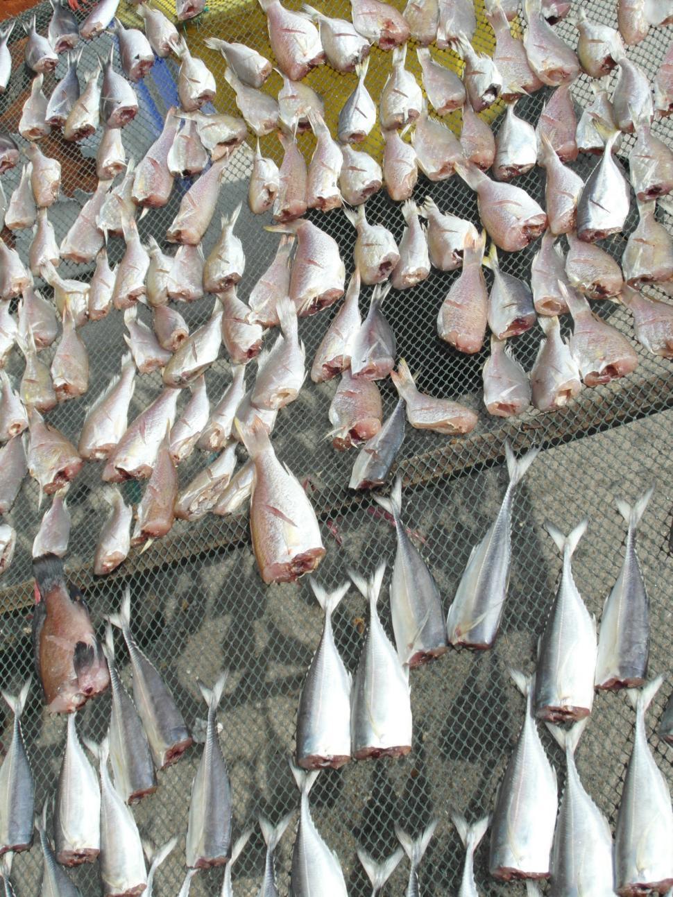 Free Image of Drying Fish 