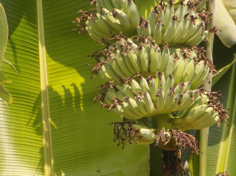 Free Image of Banana Bunch 