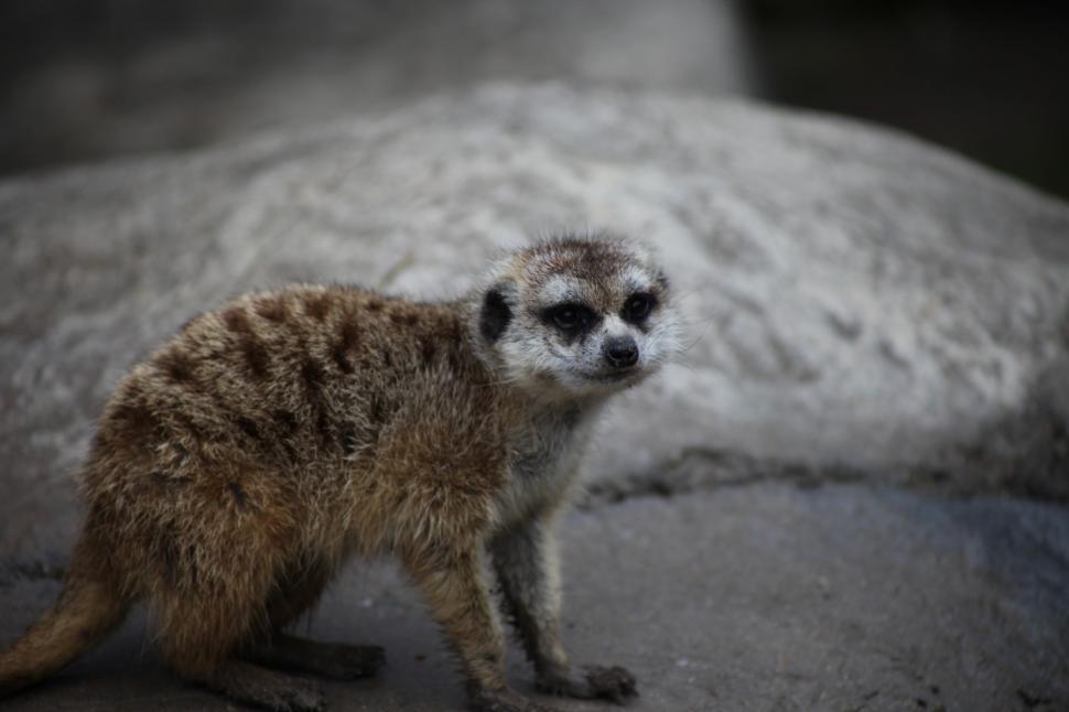 Free Image of Meerkats 