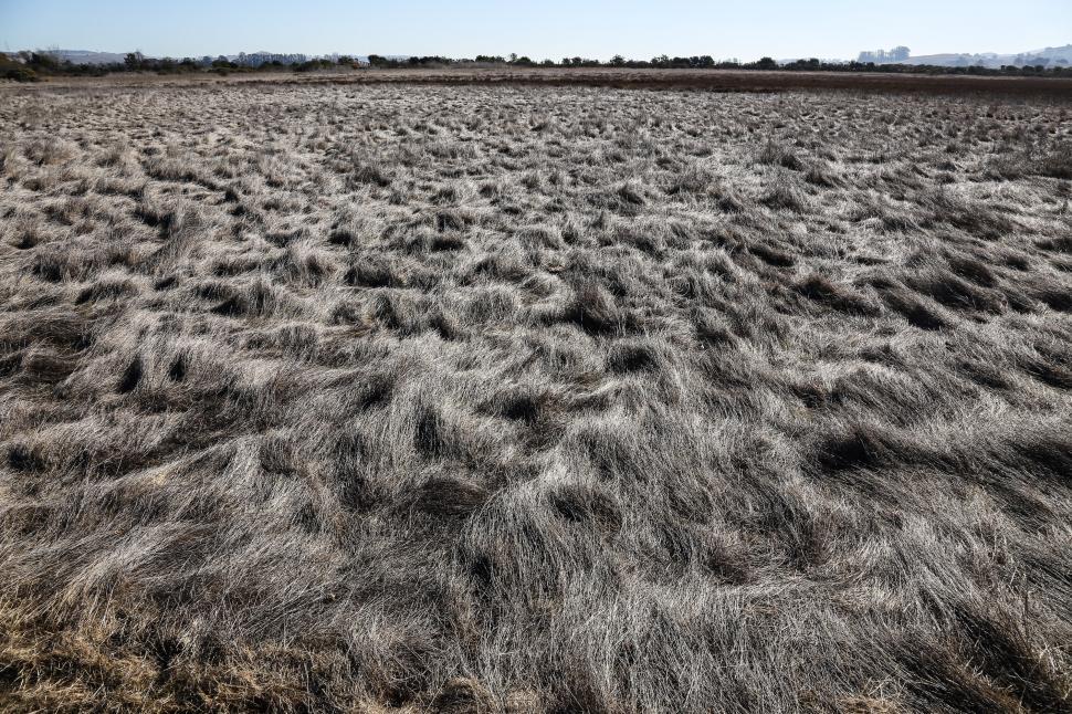 Free Image of Dried grass 