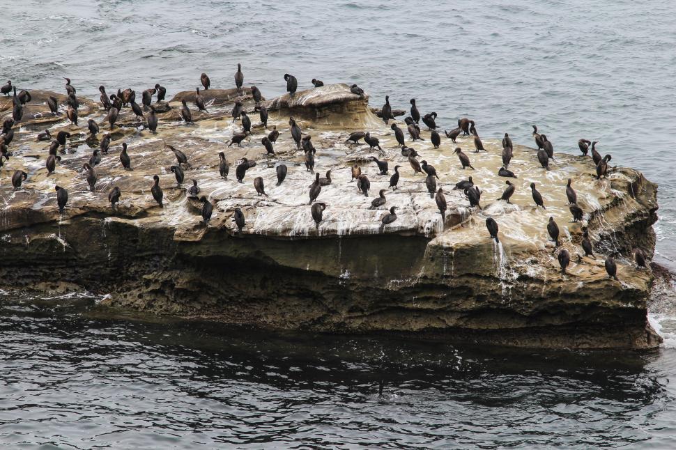 Free Image of Cormorants on the Beach 