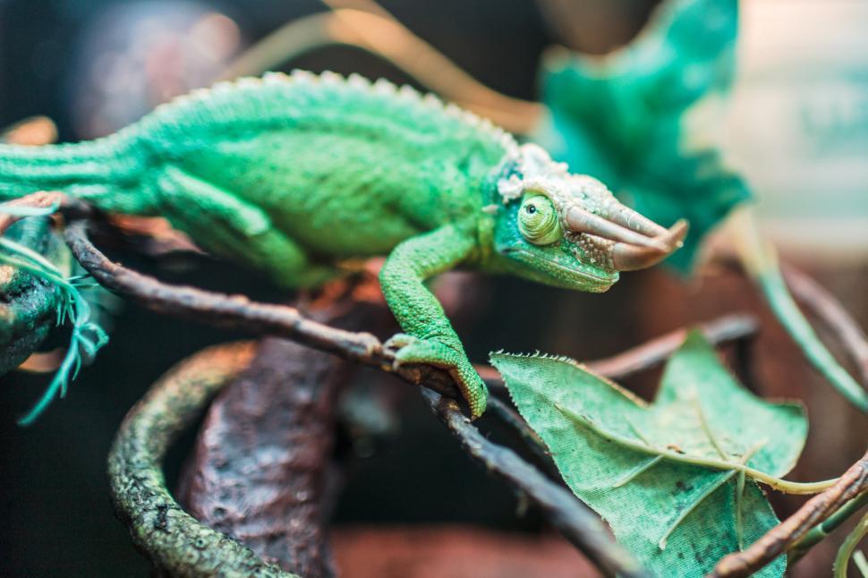 Free Image of Green Iguana 