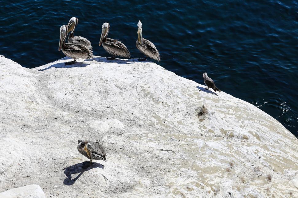 Free Image of Pelican Rock, La Jolla, San Diego 
