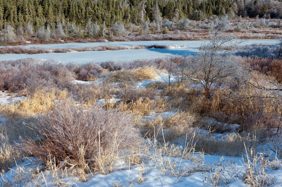 Free Image of Winter wonderland 