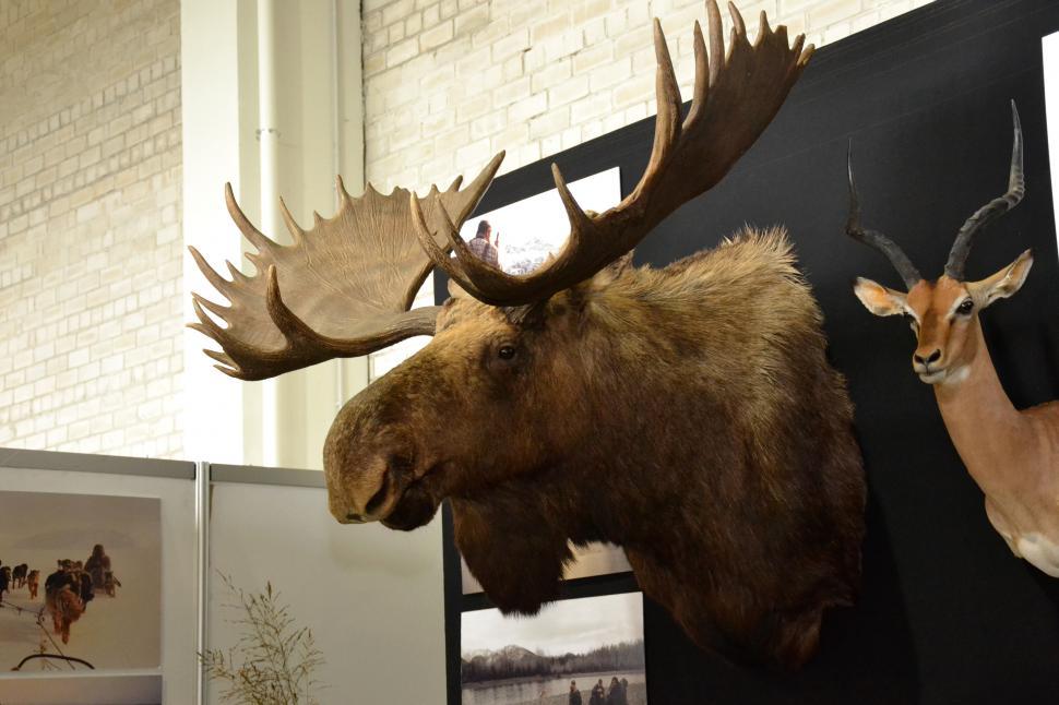 Free Image of Moose trophy head 