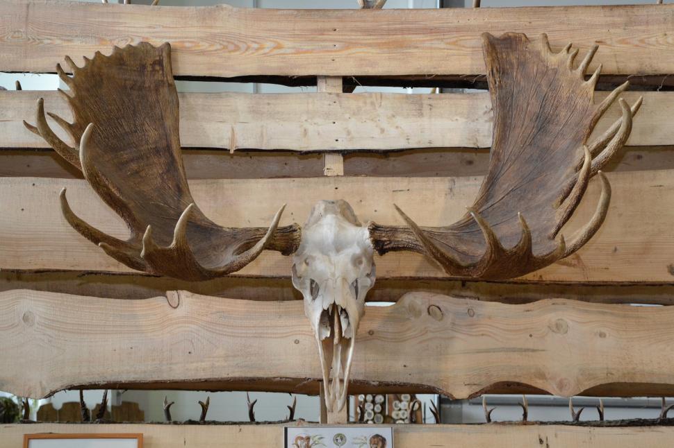 Free Image of Moose trophy antlers 