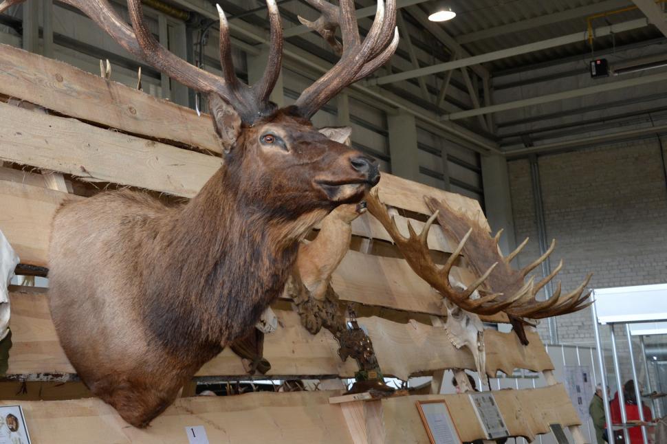 Free Image of Deer trophy head 