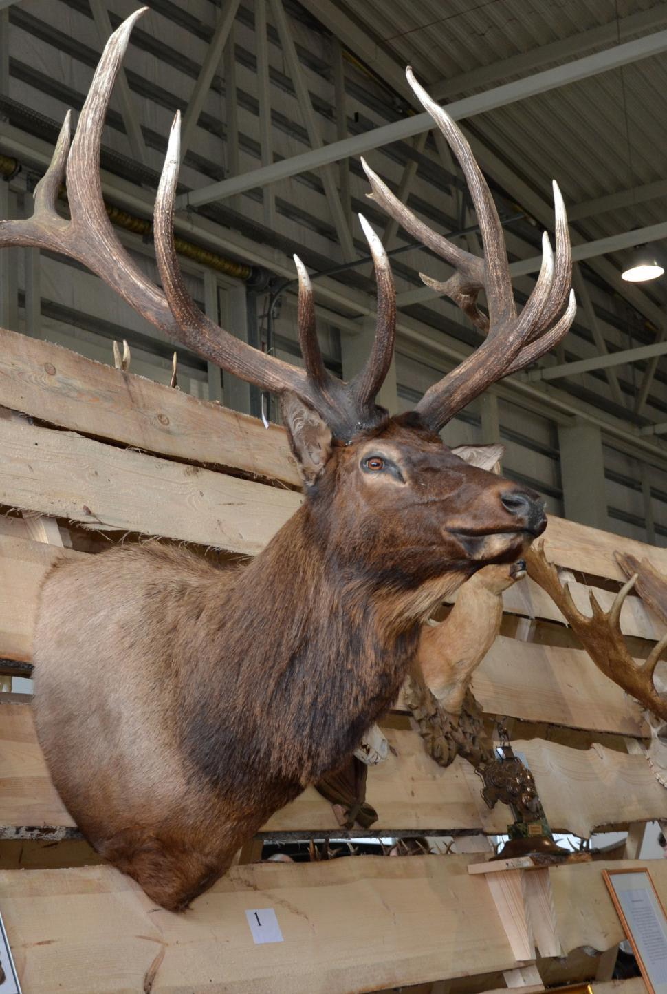 Free Image of Deer trophy head 
