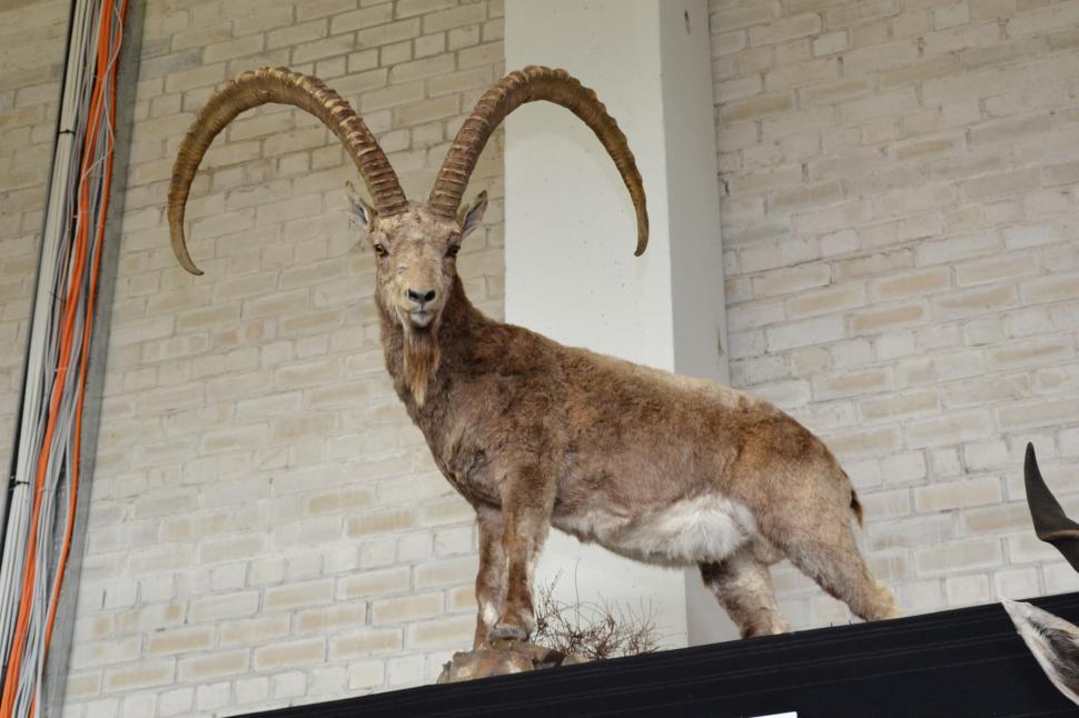 Free Image of Stuffed mountain goat 