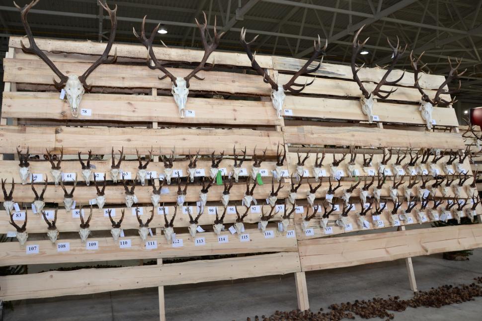 Free Image of Antlers 