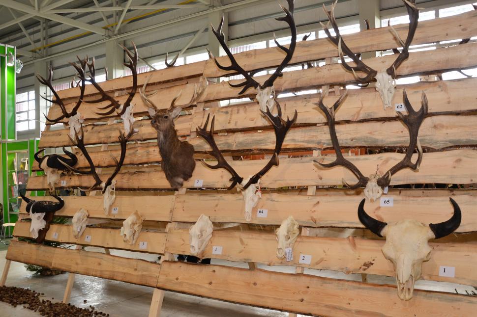 Free Image of Trophy antlers 