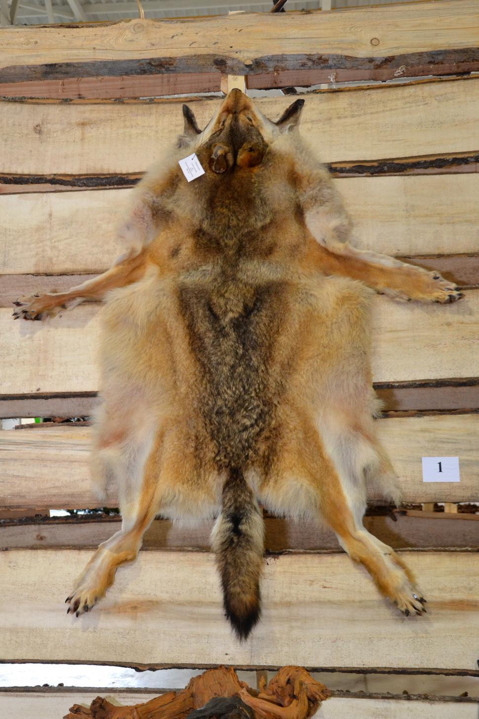 Free Image of Wolf fur 