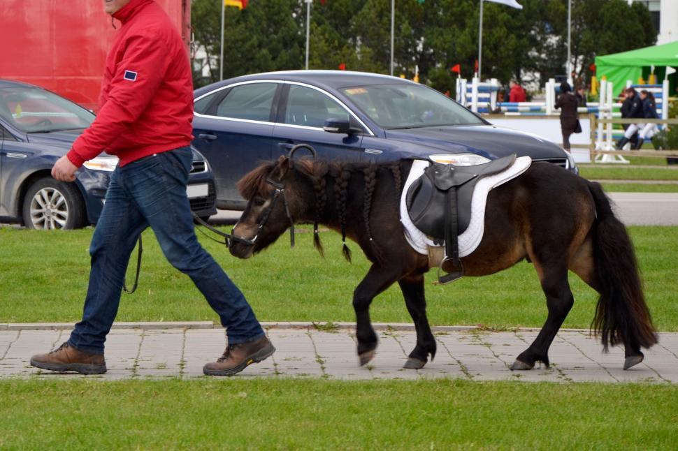 Free Image of Pony 