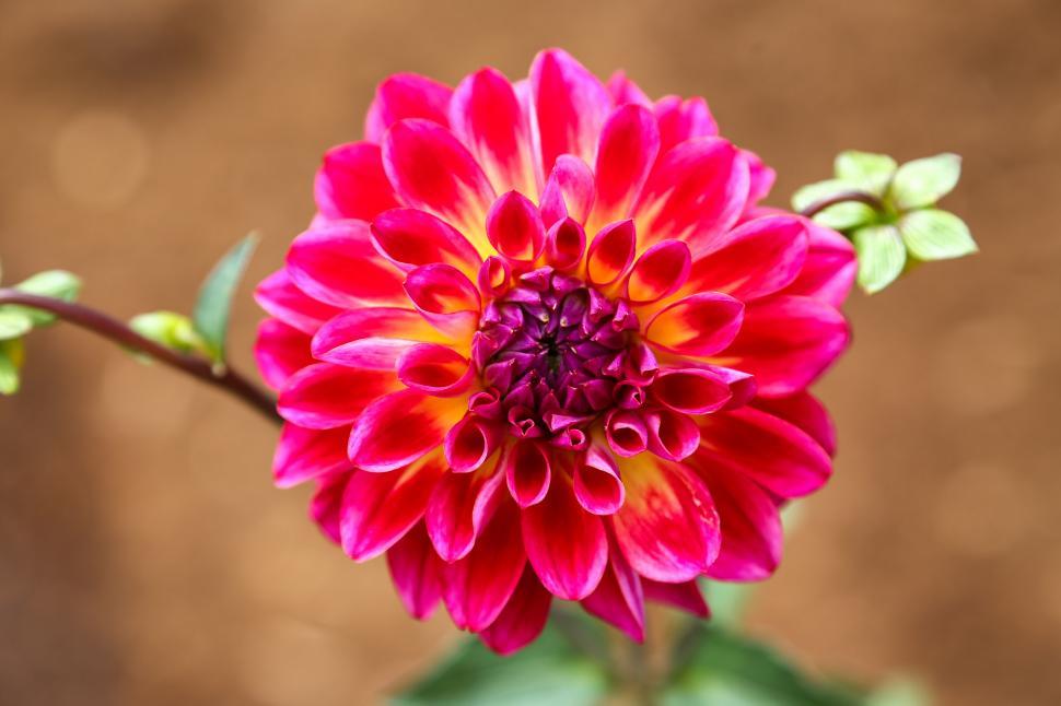 Free Image of Dahlia 