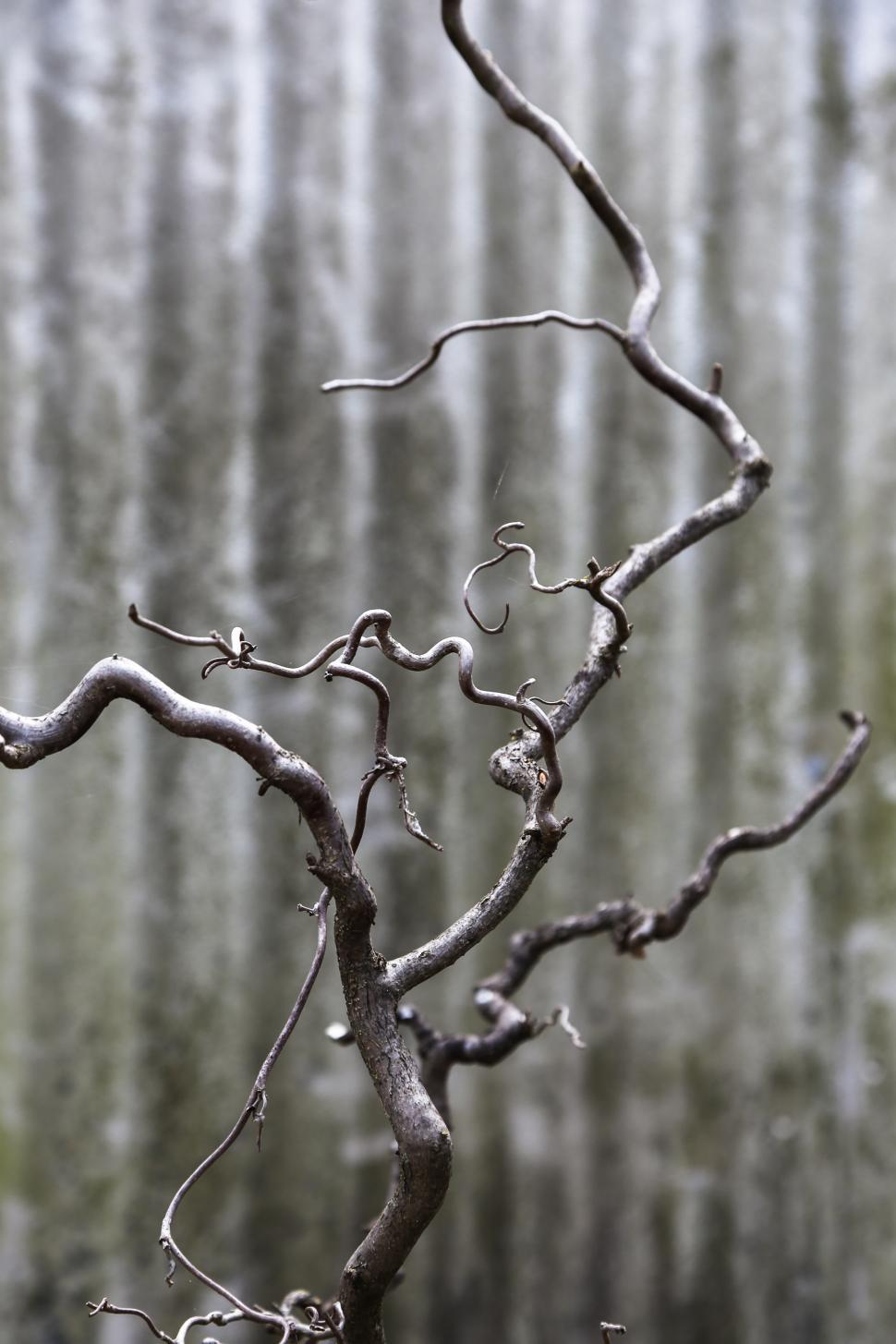 Free Image of Tree branches 