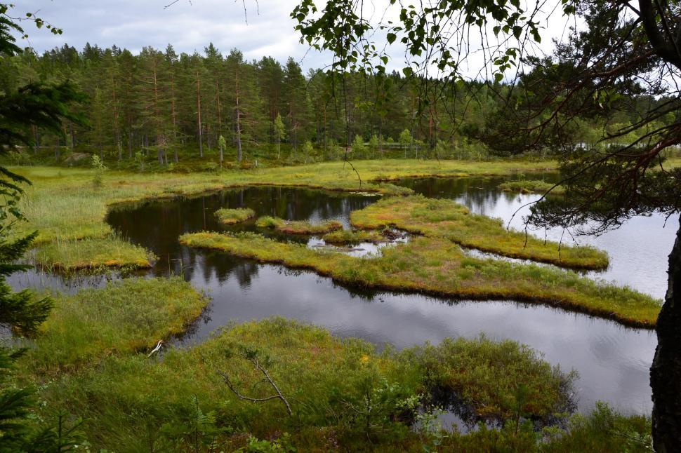 Free Image of Boggy lake shore 