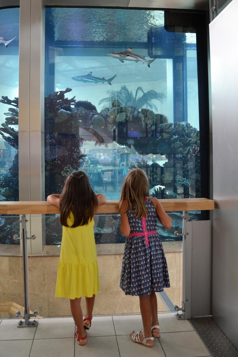 Free Image of Aquarium 