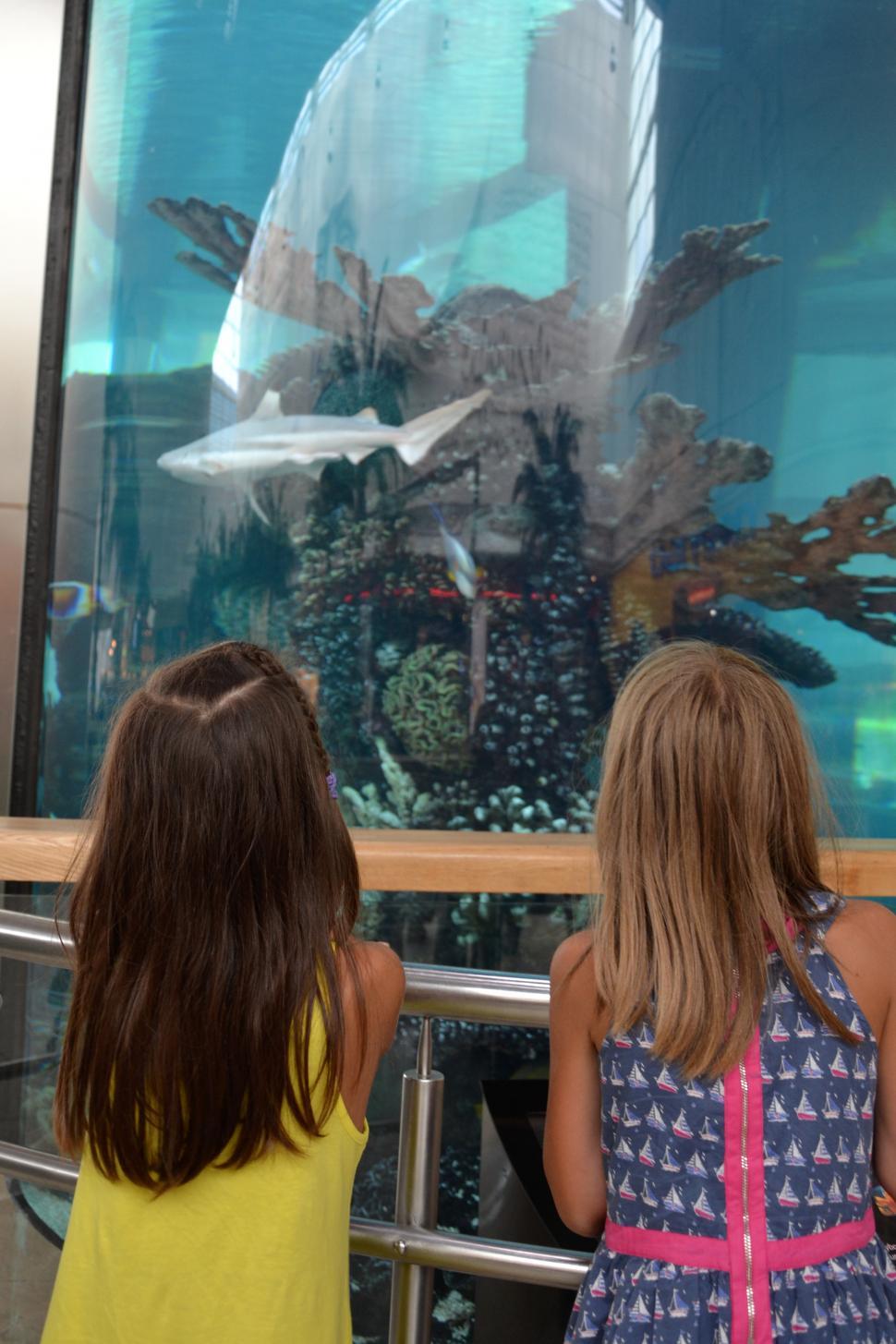 Free Image of Aquarium 