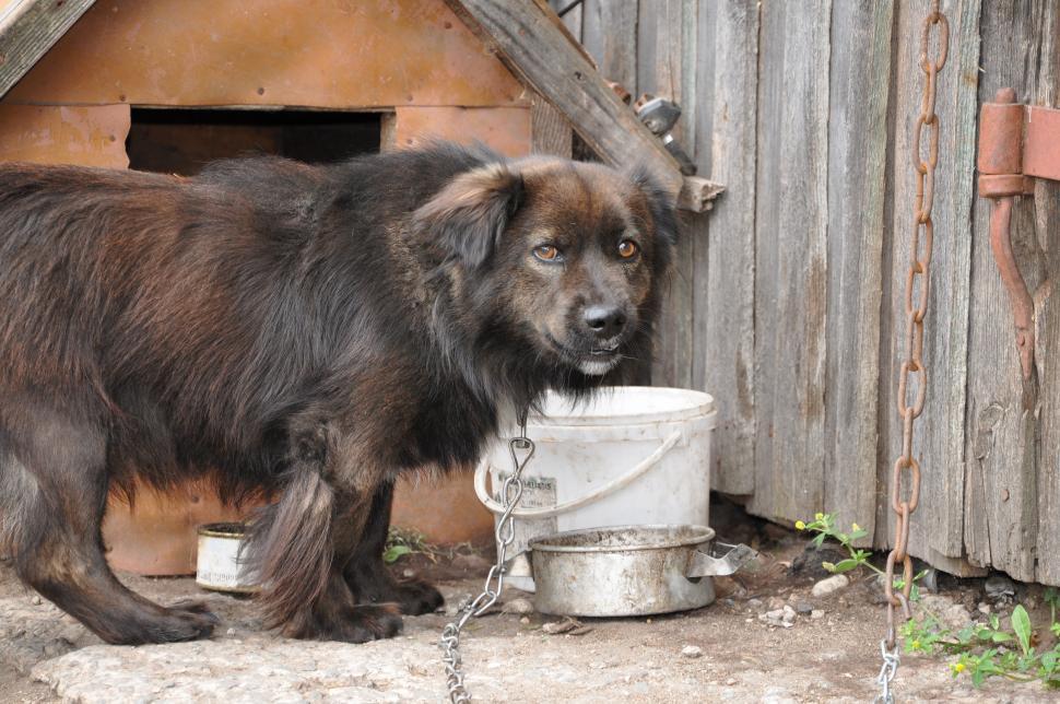 Free Image of Fastened dog 