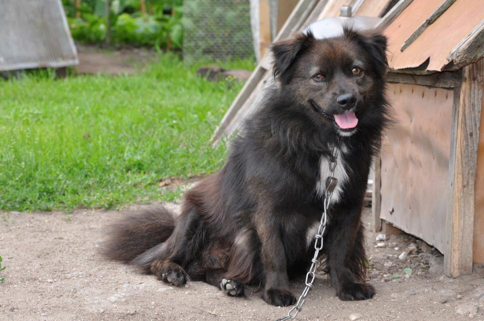 Free Image of Tied dog 