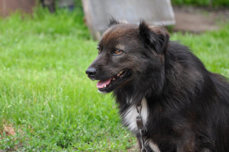 Free Image of Dog 