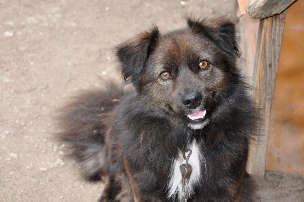 Free Image of Friendly dog 
