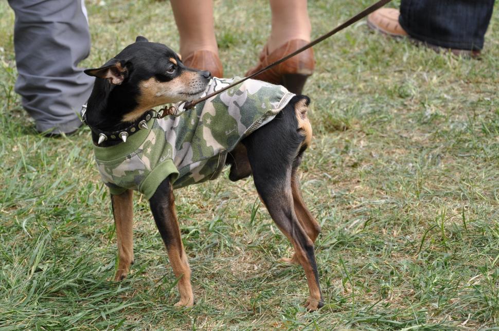 Free Image of Punk toy terrier 