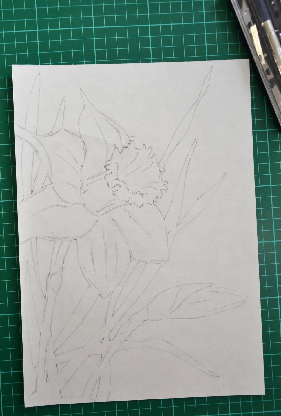 Free Image of Hand drawn daffodil 