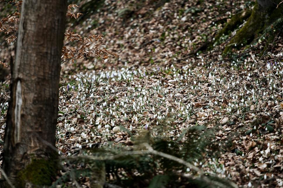 Free Image of Spring forest detail 