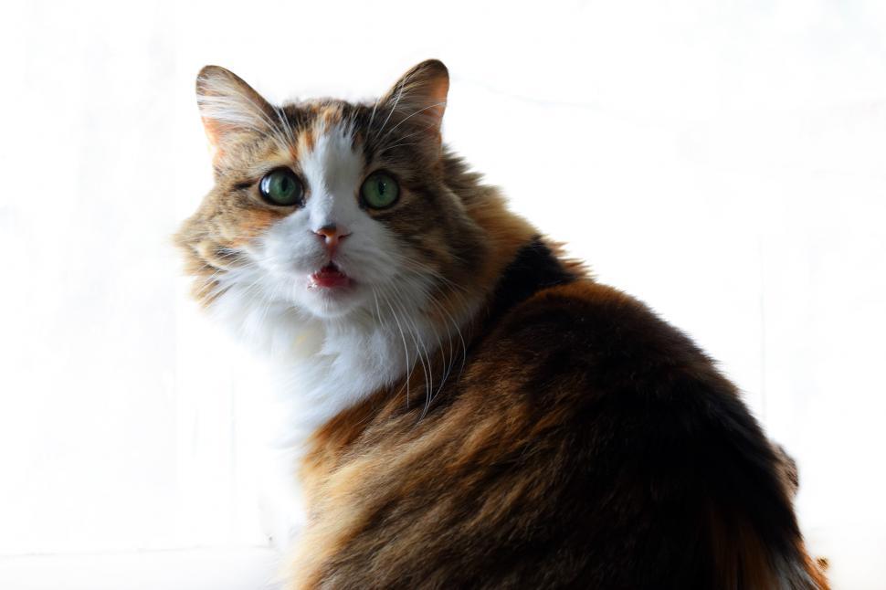 Free Image of Calico Cat 