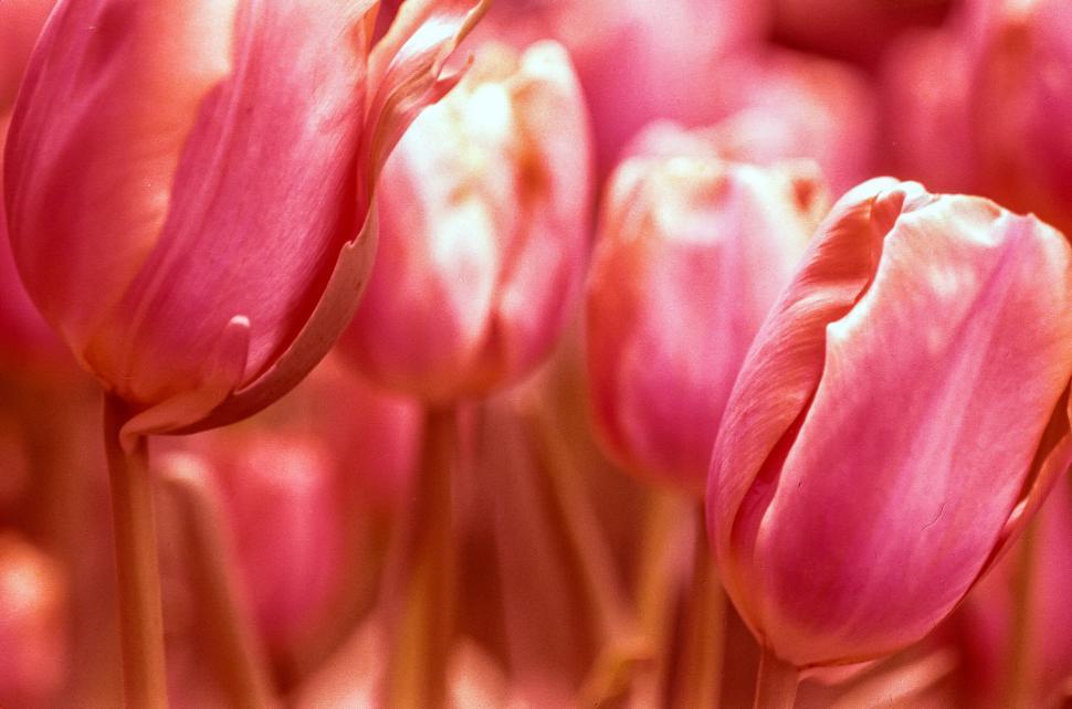 Free Image of Tulips 