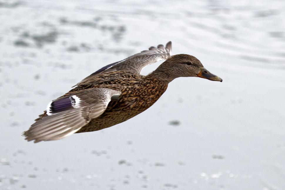 Free Image of Female mallard duck spreads wings 