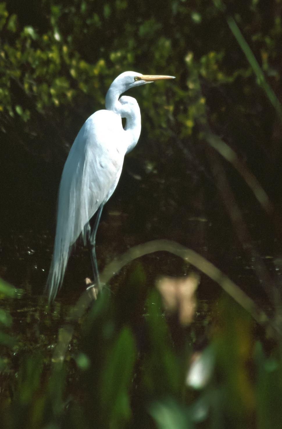 Free Image of Great Snowy Egret 