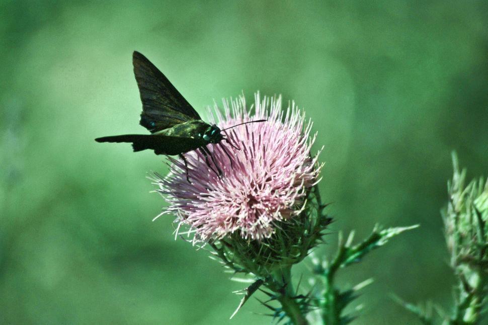 Free Image of Butterfly on Thistle 
