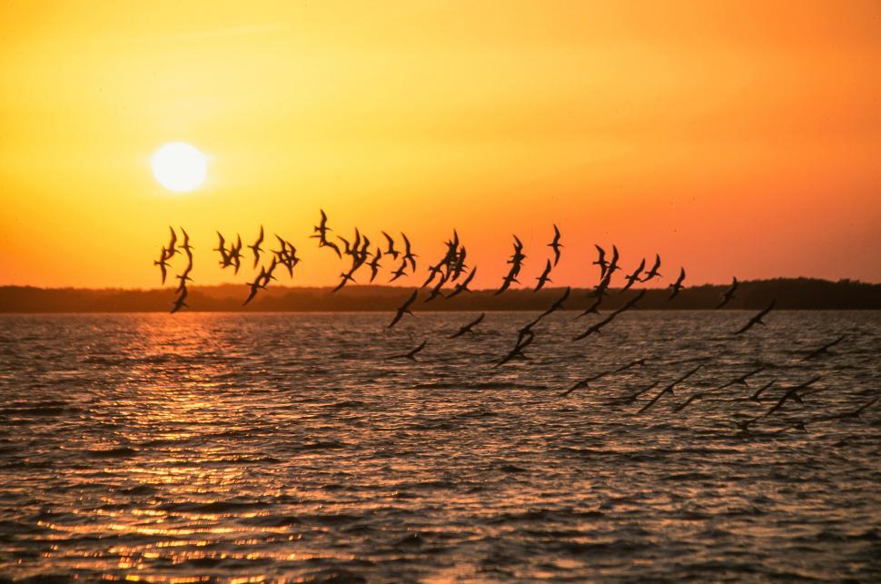 Free Image of Skimmers Above the Water 