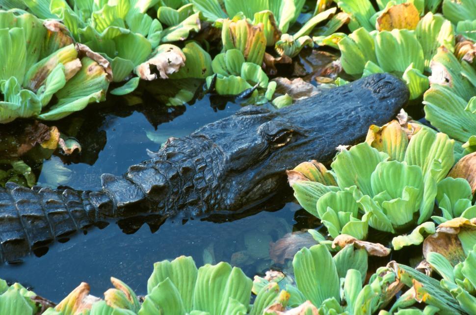 Free Image of Alligator in Corkscrew Swamp 